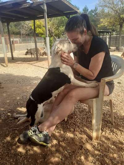 Tierschutzhunde suchen ein Zuhause-Beitrag-Bild