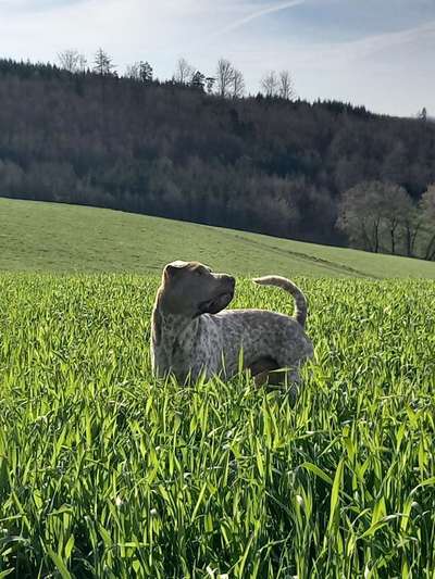 39. Collagen Challenge - Dein Hund auf einer Wiese-Beitrag-Bild