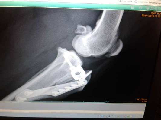 Kreuzbandriss TPLO oder ZLIG?-Beitrag-Bild