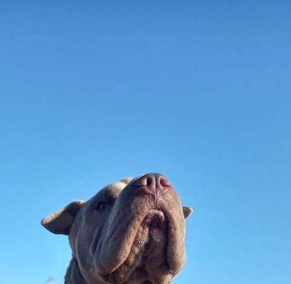 Handy Fotochallenge Nr. 52: Dein Hund mit blauem Himmel-Beitrag-Bild