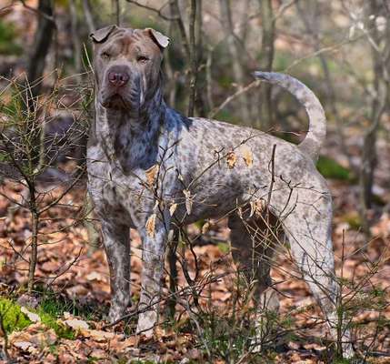 Vom Welpen zum Hund-Beitrag-Bild