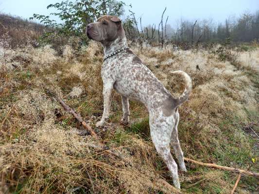 American Bully – Neue Einstufung als gefährlicher Hund in Braunschweig-Beitrag-Bild