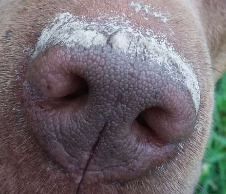 42. Handy Fotochallenge - Den richtigen Riecher haben-Beitrag-Bild