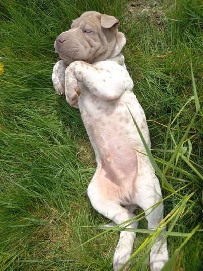 Dogorama Photo Challenge - Zeigt her eure Bäuche-Beitrag-Bild