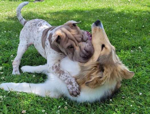 Dogorama Photo Challenge - Spielgesicht-Beitrag-Bild