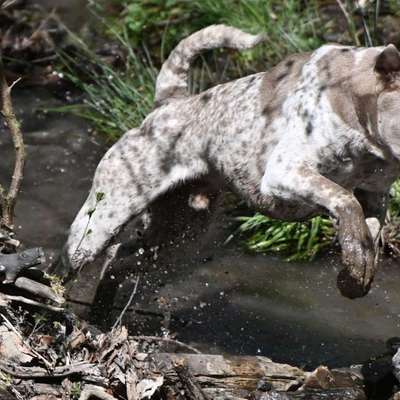 Leinenpflicht – nervige Einschränkung oder sinnvoller Schutz?-Beitrag-Bild