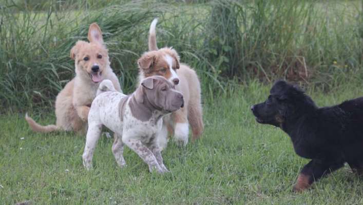 3. Fotochallenge Collagen - Hundefreunde-Beitrag-Bild