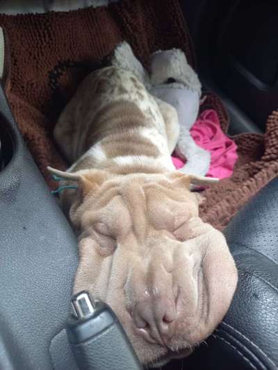 Foto Challenge Thema "Hunde im Auto"-Beitrag-Bild