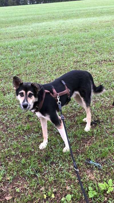 Tierschutzhunde suchen ein Zuhause-Beitrag-Bild