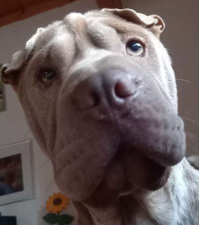 147. Foto Challenge: Bettelblick-Beitrag-Bild