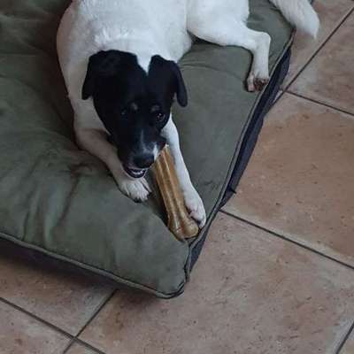 Wie kann man den Hunden im Ausland helfen ?  Stichwort Adoption !-Beitrag-Bild