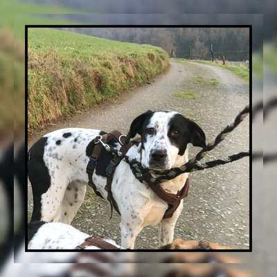 Tierschutzhunde suchen ein Zuhause-Beitrag-Bild