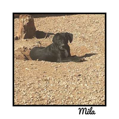 Tierschutzhunde suchen ein Zuhause-Beitrag-Bild