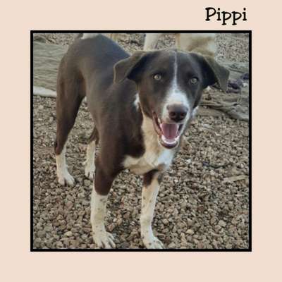 Tierschutzhunde suchen ein Zuhause-Beitrag-Bild