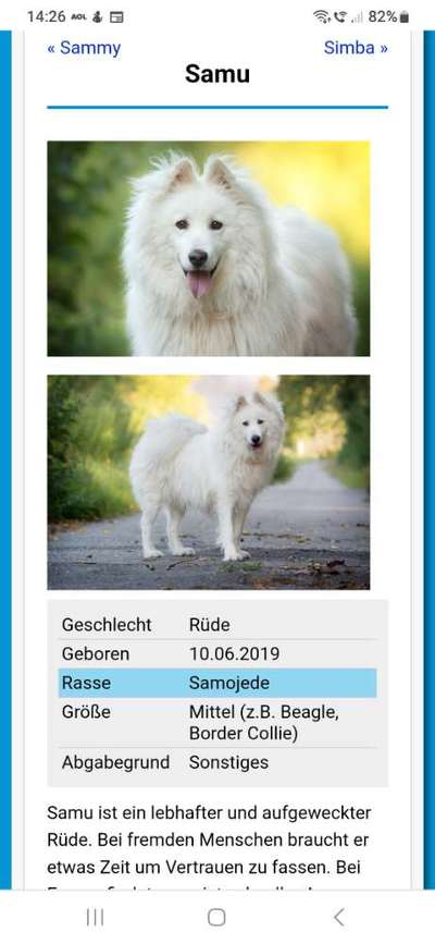 Muessen Tierschutzhunde aus dem Ausland kastriert sein?-Beitrag-Bild