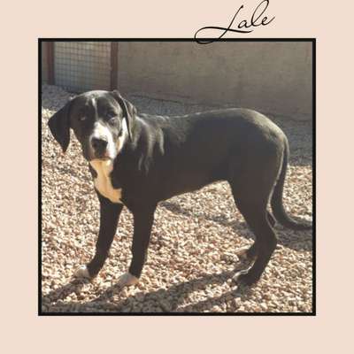 Tierschutzhunde suchen ein Zuhause-Beitrag-Bild