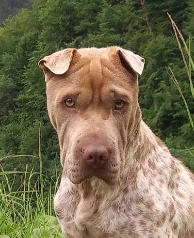 Hunde Porträt (Portrait) Galerie....-Beitrag-Bild