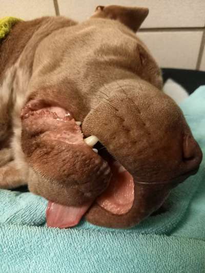 Aktuelle Kosten Kastration-Beitrag-Bild