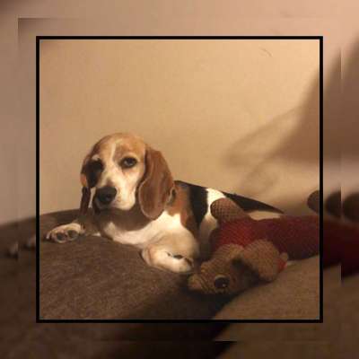 Tierschutzhunde suchen ein Zuhause-Beitrag-Bild