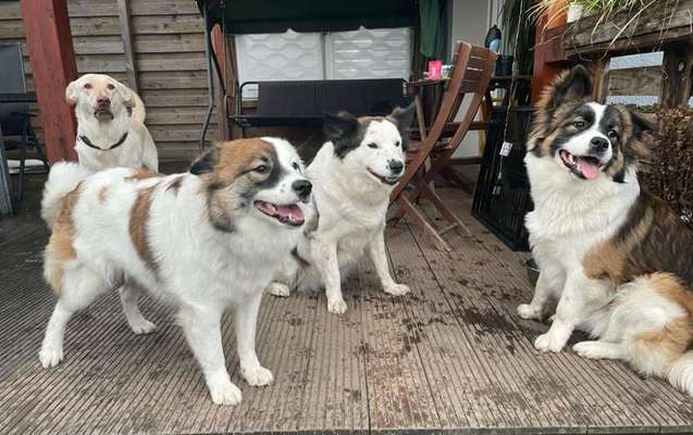 Tierschutzhunde suchen ein Zuhause-Beitrag-Bild