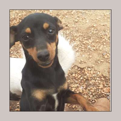 Tierschutzhunde suchen ein Zuhause-Beitrag-Bild