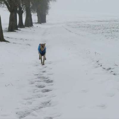 Impulskontrollübung 67: Laufbilder mit dem Hund 📸-Beitrag-Bild