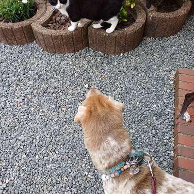 "Wege zur Freundschaft" (Ulli Reichmann)-Beitrag-Bild