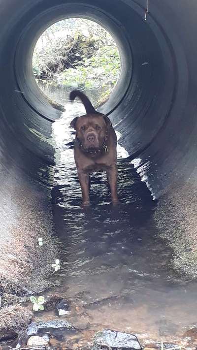 Dogorama Photo Challenge - Versteckspiel-Beitrag-Bild