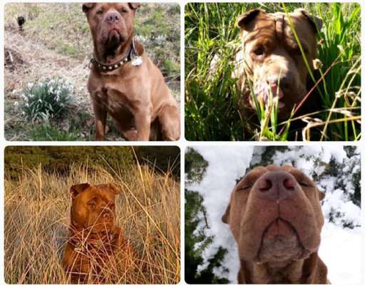 1. Fotochallenge Collagen - 4 Jahreszeiten-Beitrag-Bild