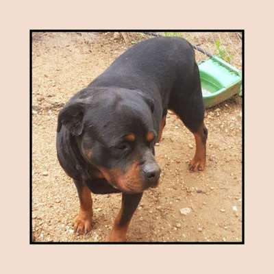 Tierschutzhunde suchen ein Zuhause-Beitrag-Bild