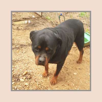 Tierschutzhunde suchen ein Zuhause-Beitrag-Bild