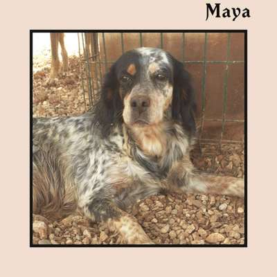 Englisch Setter?-Beitrag-Bild