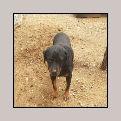 Tierschutzhunde suchen ein Zuhause-Beitrag-Bild