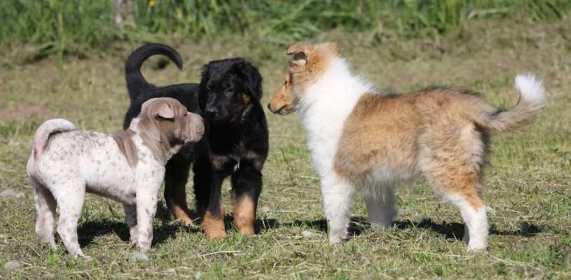 3. Fotochallenge Collagen - Hundefreunde-Beitrag-Bild