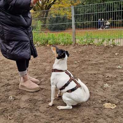 Wie kann man den Hunden im Ausland helfen ?  Stichwort Adoption !-Beitrag-Bild