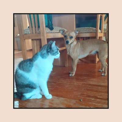 Tierschutzhunde suchen ein Zuhause-Beitrag-Bild