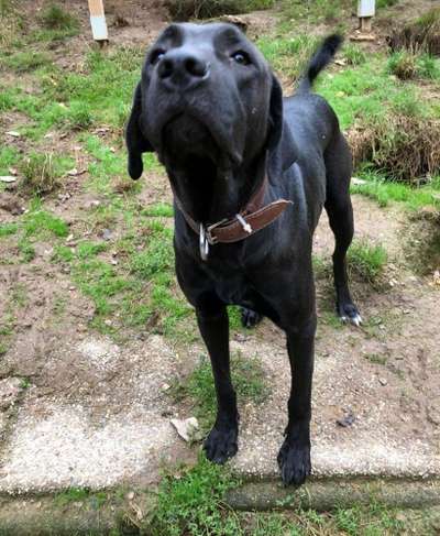 Tierschutzhunde suchen ein Zuhause-Beitrag-Bild