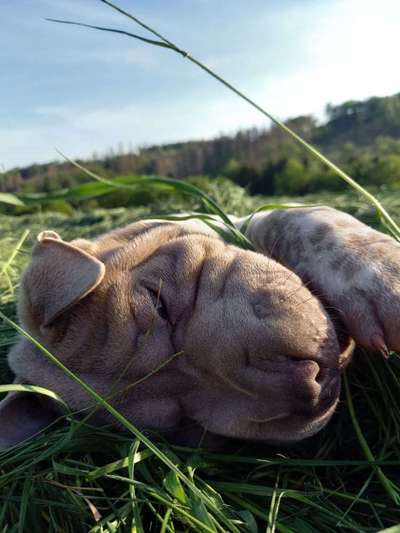 Fotochallenge Nr. 94 It's summer time-Beitrag-Bild