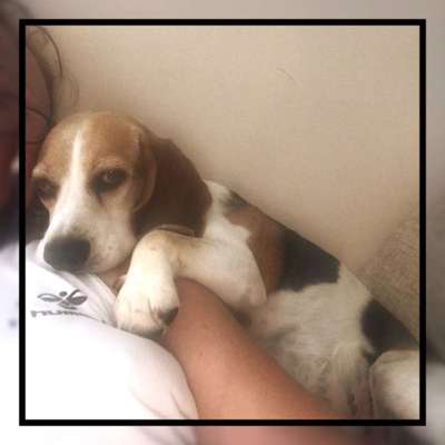 Tierschutzhunde suchen ein Zuhause-Beitrag-Bild