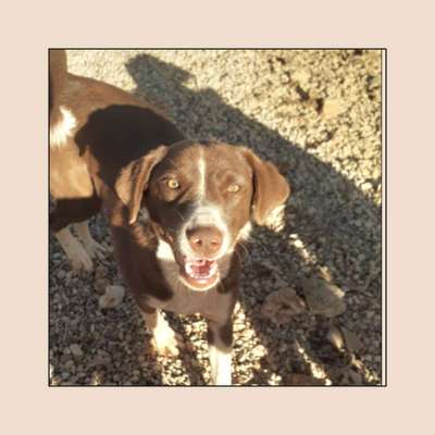 Tierschutzhunde suchen ein Zuhause-Beitrag-Bild