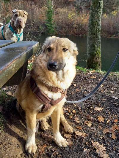 Tierschutzhunde suchen ein Zuhause-Beitrag-Bild