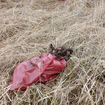 Warum Kadaver im Wald entsorgen?-Beitrag-Bild