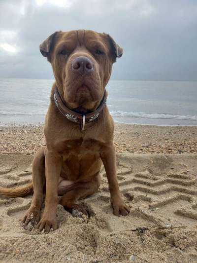 Wie heißt dein Hund?-Beitrag-Bild