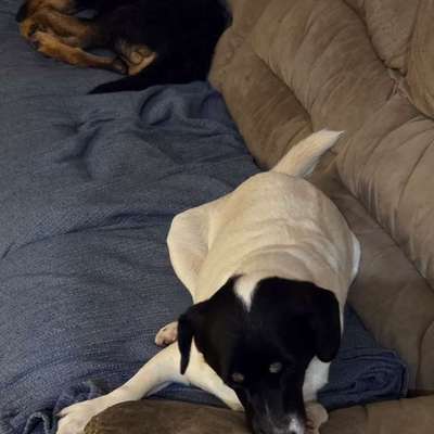 Wie kann man den Hunden im Ausland helfen ?  Stichwort Adoption !-Beitrag-Bild