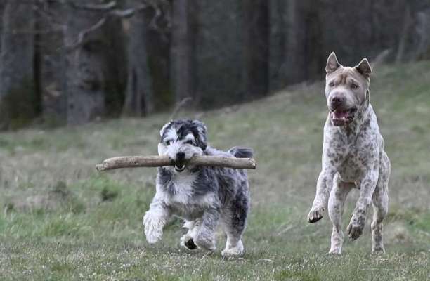39. Collagen Challenge - Dein Hund auf einer Wiese-Beitrag-Bild