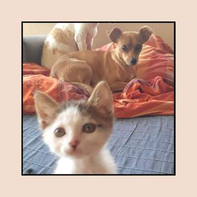 Tierschutzhunde suchen ein Zuhause-Beitrag-Bild