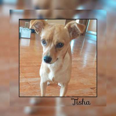 Tierschutzhunde suchen ein Zuhause-Beitrag-Bild