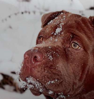 Qualzucht - Warum Aufklärung alleine nicht reicht-Beitrag-Bild