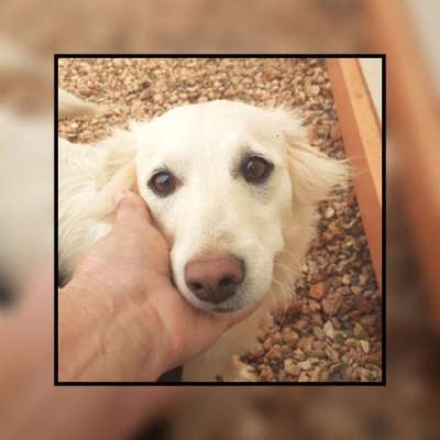 Tierschutzhunde suchen ein Zuhause-Beitrag-Bild