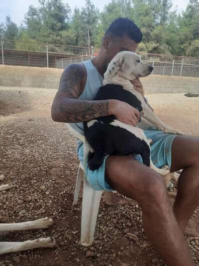 Tierschutzhunde suchen ein Zuhause-Beitrag-Bild